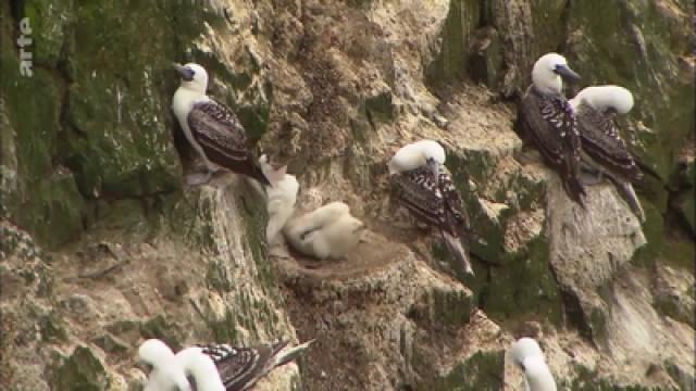 Guano – Schatzinseln und Vogeldreck
