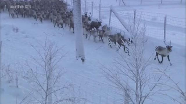 Lappland: Rushhour im hohen Norden