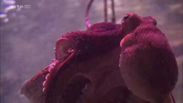 Tunesien: Die Suche nach dem Tintenfisch