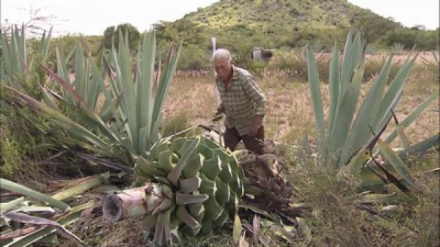 Mezcal, Hochprozentiges aus Mexiko