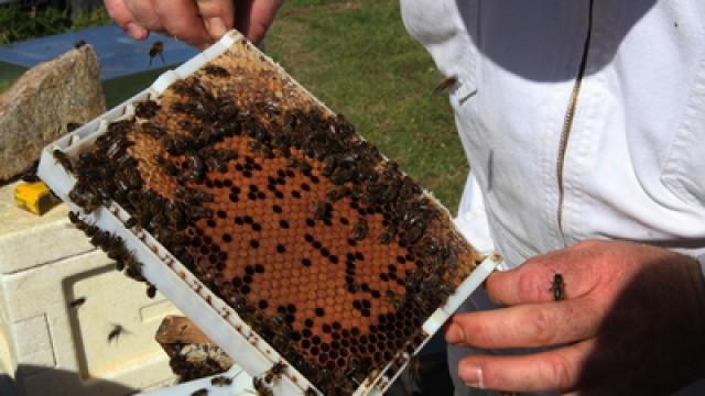 Bretagne – von Bienen und Leuchttürmen