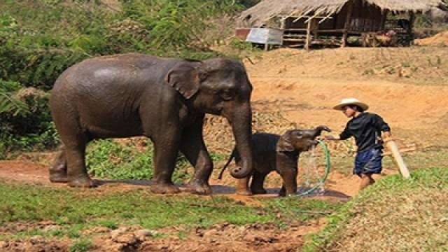 Thailands Elefanten, raus aus der Stadt!