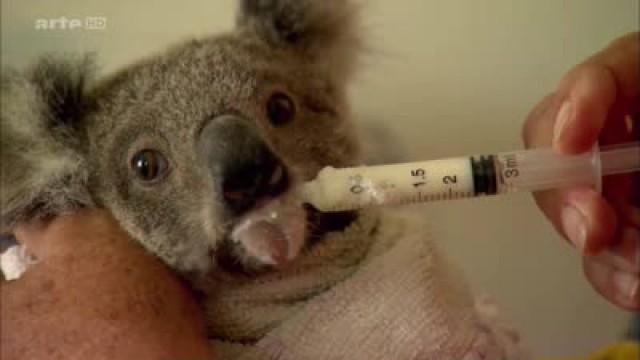 Das Koala-Hospital