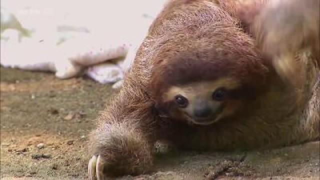Costa Rica – Leben wie die Faultiere