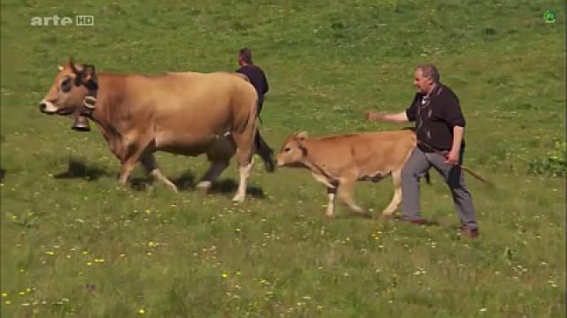 Aubrac – Kühe, Käse, Kerle!