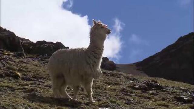 Peru: Ein Alpaka für Christobal