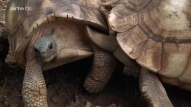 Die Goldenen Schildkröten von Madagaskar