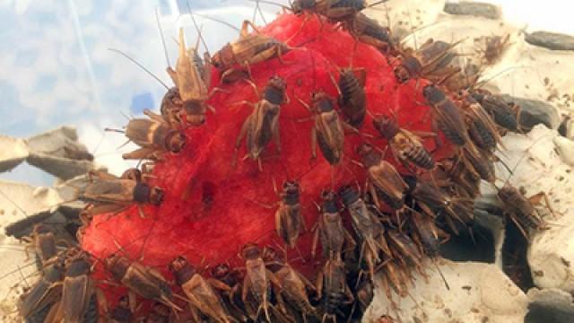 Insekten – Unser Speiseplan für morgen?