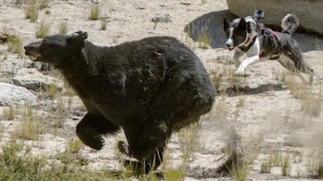 Die Bärenhunde von Nevada