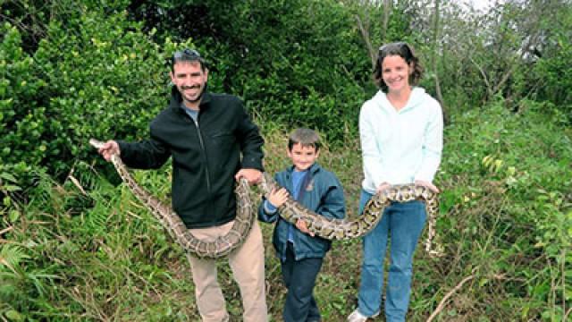 Pythons – Invasion in Florida
