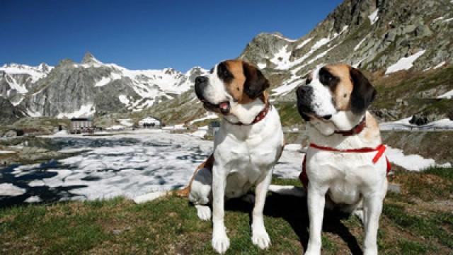 St. Bernhard – Von Menschen und Hunden