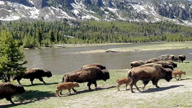 Bisons, die sanften Riesen von Montana