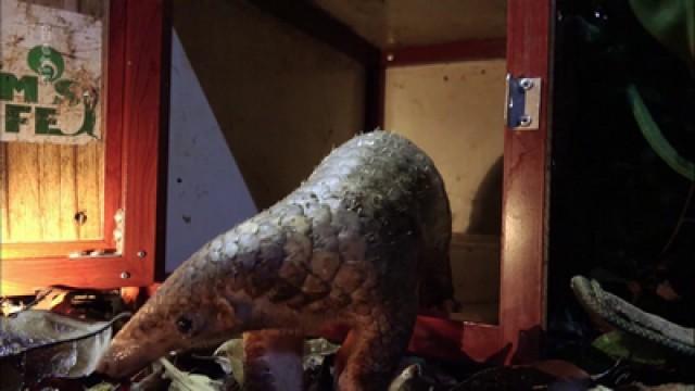 Vietnam, die letzten Pangoline