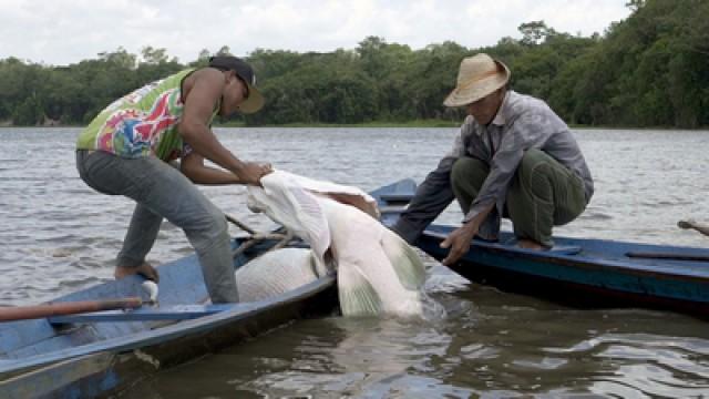 Araipama, der Riesenfisch vom Amazonas