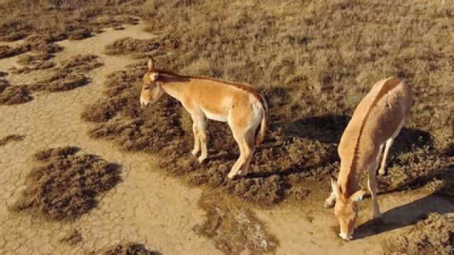 Die fliegenden Wildesel von Kasachstan