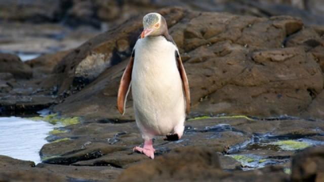 Neuseeland - Die Tiere vom Ende der Welt