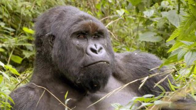 Virunga - Fighting for Mountain Gorillas