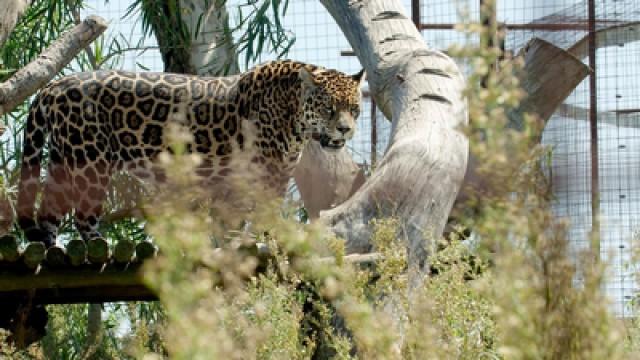 Argentinia - The Jaguar is Back
