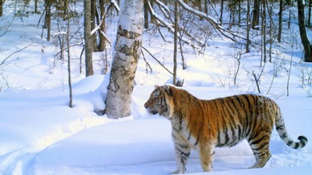 Siberia - The realm of the Amur tiger