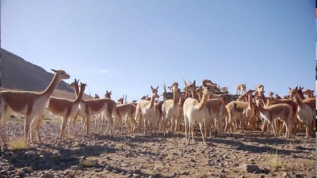 Peru, the golden hair of the vicunas