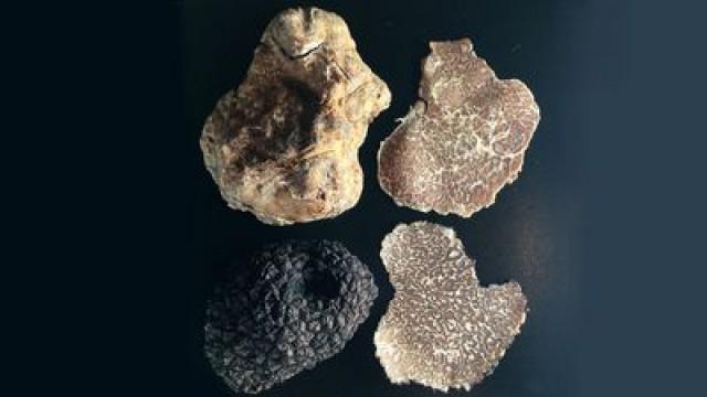 Croatia, the paradise of truffle hunters