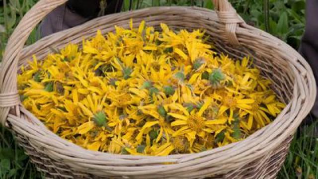 Arnica - From the power of a medicinal plant
