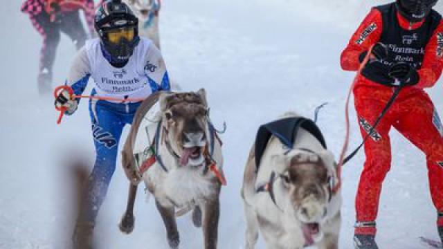 Norway, the princess of reindeer