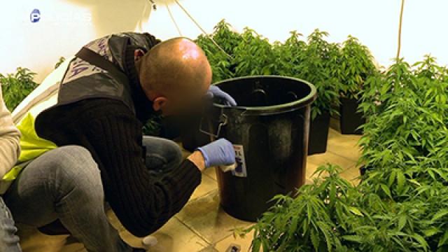 Plantación de marihuana