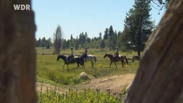 Das gezähmte Wildpferd