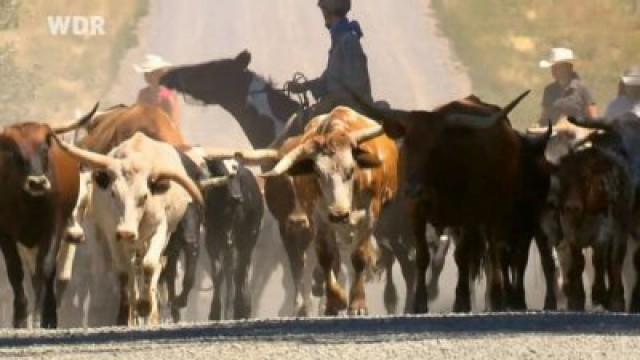 Der Cattle Drive, Teil 2