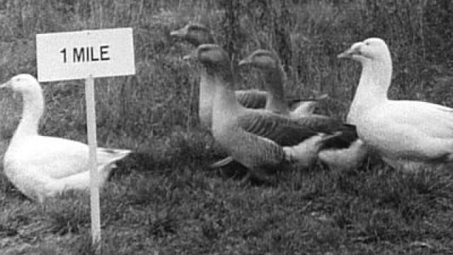 The Roman Goose March