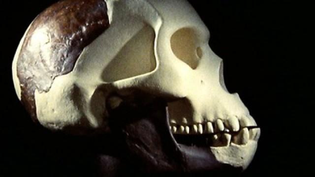 The Ape Man That Never Was