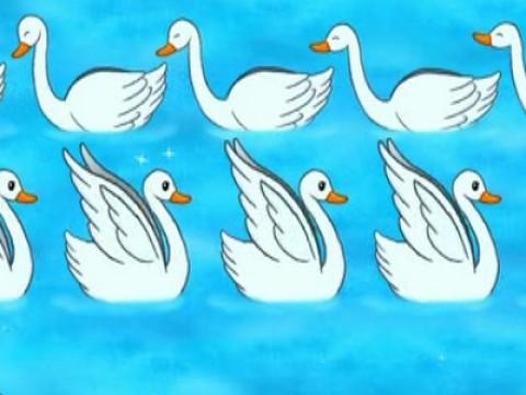 Boat Ballet