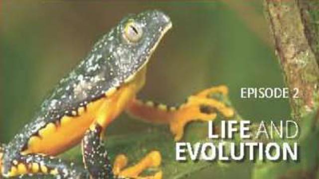 Life and Evolution