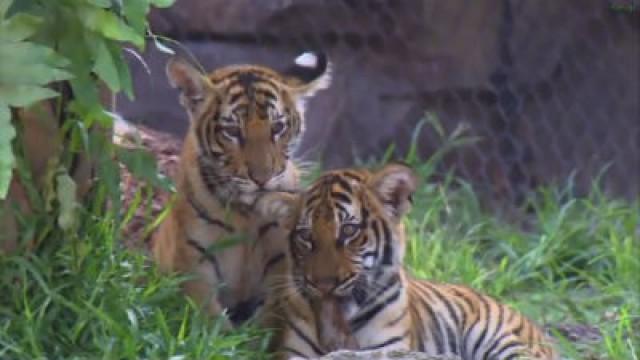 A Tale of Two Tigers
