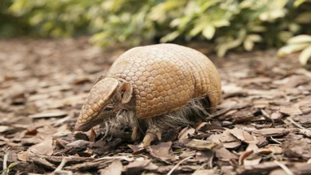 Baby Steps & an Armadillo-ah
