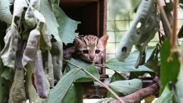 Rarely Seen Cambodian Wildlife