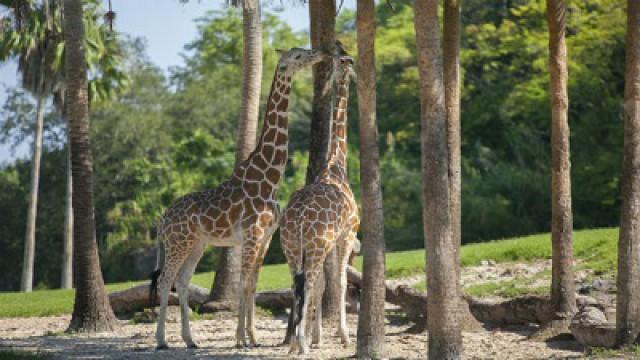 Giraffe and Flamingos: A Tall Order