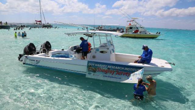 Saving Stingray City