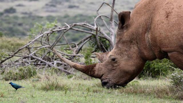 Rescuing White Rhino in South Africa