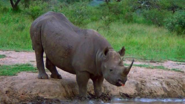 Saving the Black Rhino from Extinction