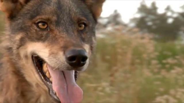 Lobos ibéricos en semilibertad