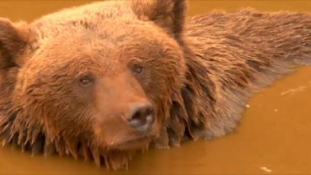 Tras las huellas del oso pardo