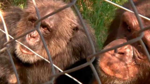 Animales salvajes en cautividad