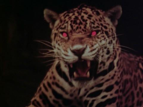 Des Jaguars Augen sind rot