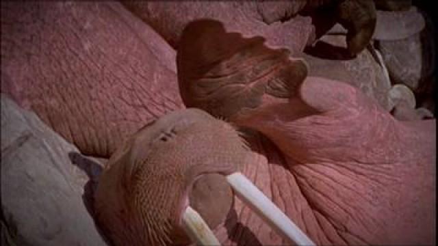 Witte walvis en walrus