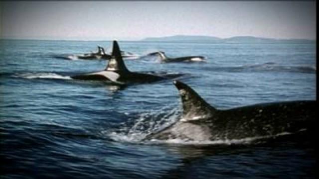 Orka en zeeluipaard