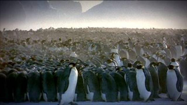 Keizerpinguin