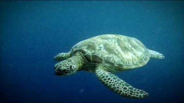 Zeeschildpad
