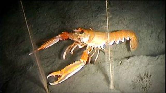 Kreeft en Langoust